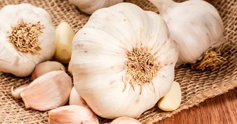 تصویر 4 از معرفی سیر خشک + بهترین قیمت خرید